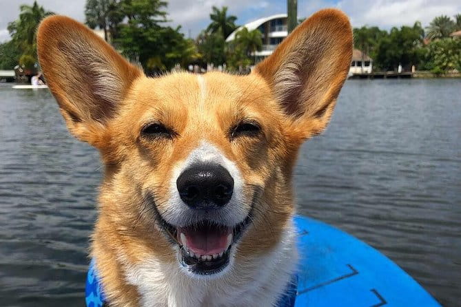 SUP PUP Paddleboard Tour - Who Will Appreciate This Tour?