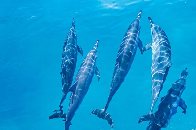 Swim With Dolphins & Turtles in West Oahu (Semi-Private Tours) - Overall Value and Considerations