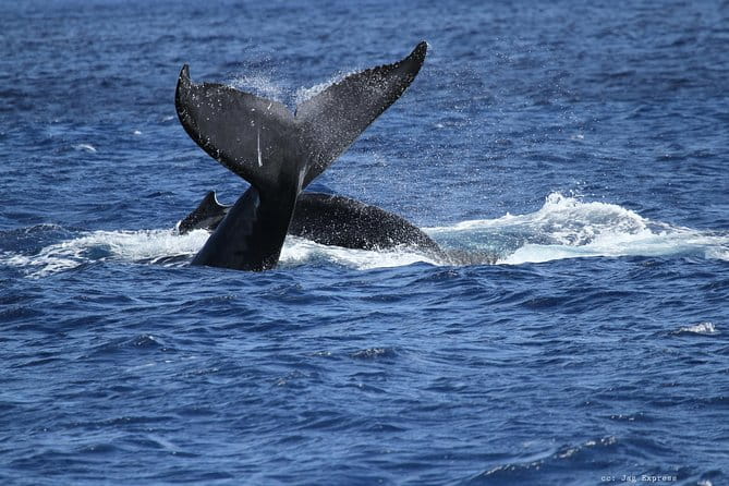 Whale Watch Cruise Aboard The Majestic by Atlantis Cruises - The Bottom Line