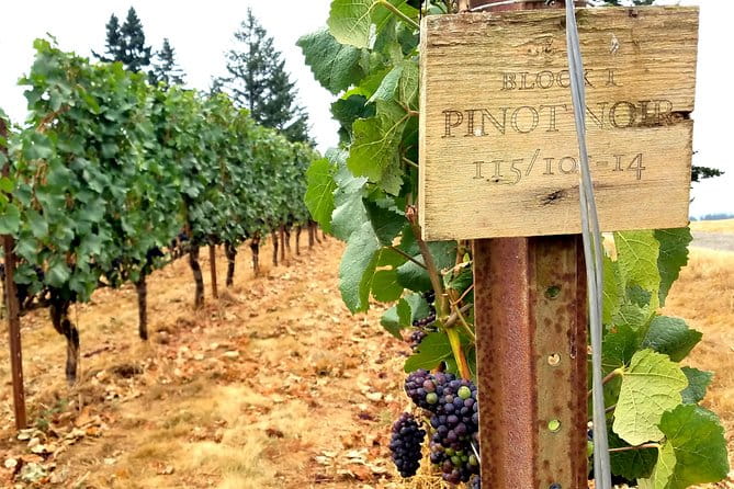 Willamette Valley Wine Tour - Full Day Tour - What Travelers Say: Authentic Perspectives