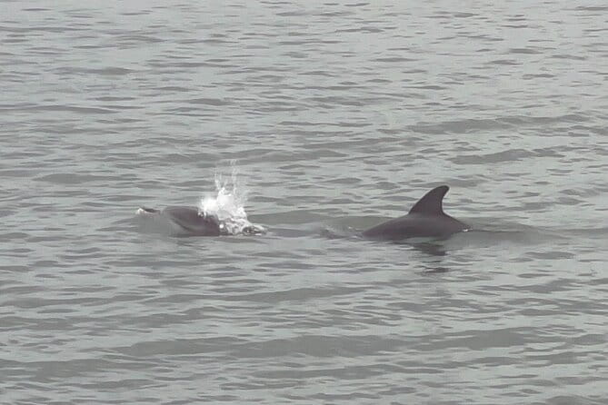 Adventure Boat Tours - One Hour Dolphin/Eco/History/Sightseeing Boat Tour - Frequently Asked Questions