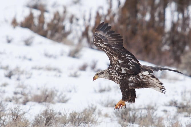 Best of Jackson Hole Wildlife Private Safari Tour - Antelope Flats and Other Scenic Stops