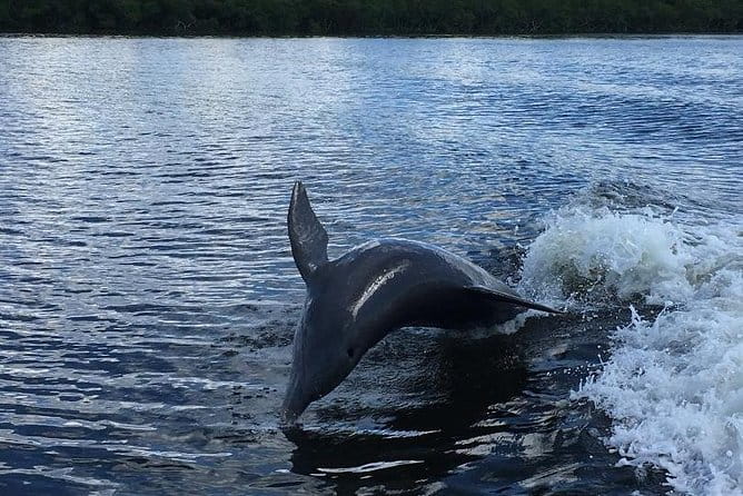 Dolphin Tours - Fort Myers Beach / Naples - Who Will Love This Tour?