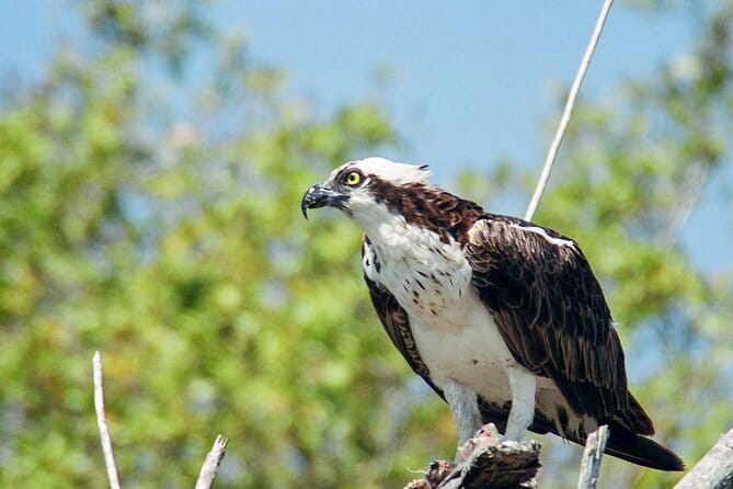 Everglades National Park Boat Tour - What the Reviews Say