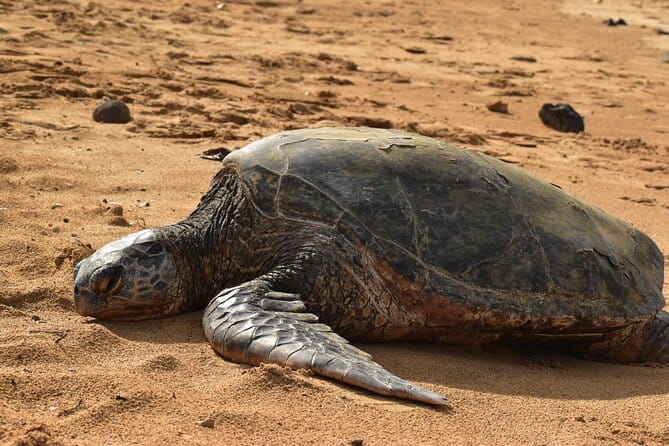 Kauai Snorkeling Adventure - Who Will Enjoy This Experience?