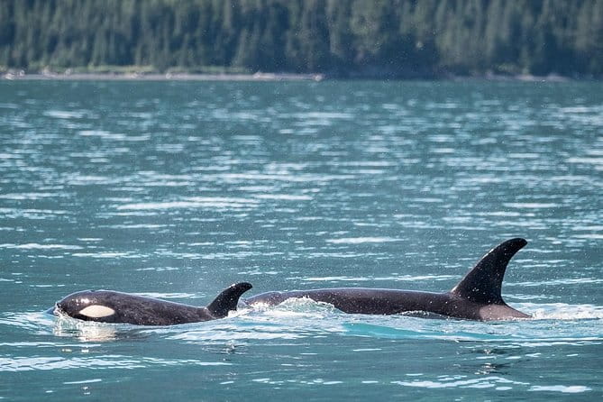 Kenai Fjords Orca Quest Cruise - FAQ