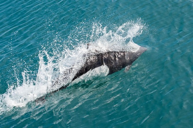 Resurrection Bay Spring Wildlife Cruise - FAQ
