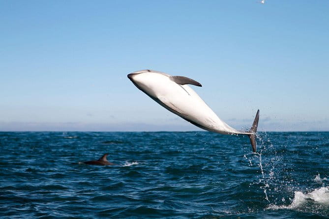 San Diego Whale Watching Cruise - Final Thoughts