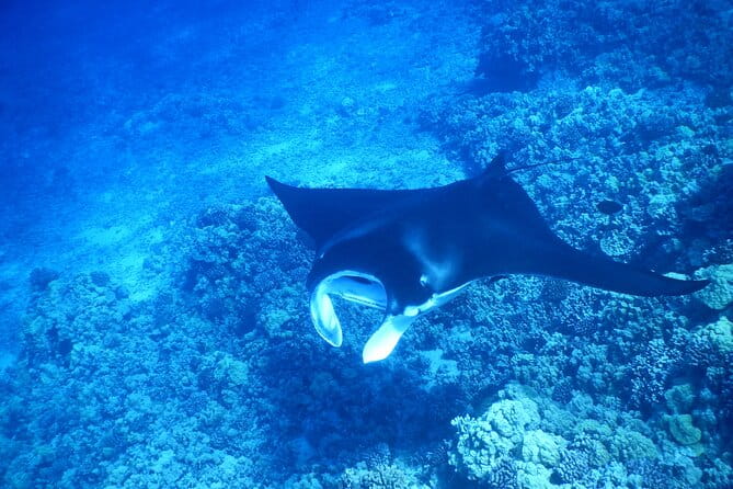 Sunset Manta Ray Tour in Kailua-Kona - FAQ