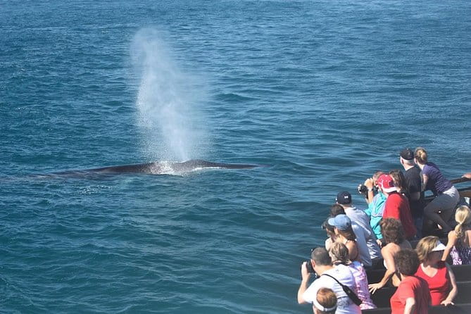 San Diego Whale Watching Cruise - The Itinerary: What to Expect