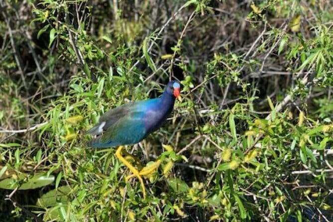 90 minutes Private Everglades Airboat Ride in Miami - An Insider Look at the Everglades Private Airboat Tour