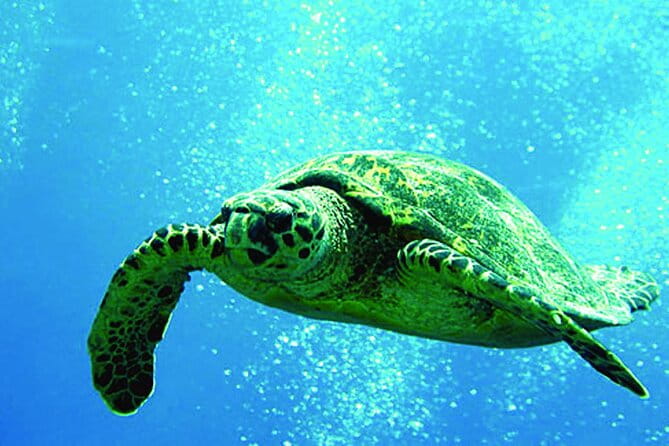 Afternoon Hawaiian Green Sea Turtle and Dolphin Snorkel and Sail - An Overview of the Experience