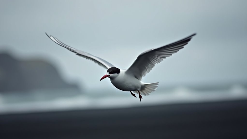 arctic terns fiercely defend