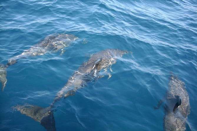 Brevard County Tours, dolphin and manatee tours in Palm Bay, FL - A Genuine Look at Brevard County’s Dolphin and Manatee Tours in Palm Bay