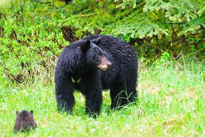 Customizable Private Tour in Ketchikan with Pick Up - Key Points