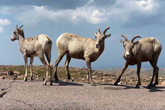 Scenic Tour of the Pikes Peak Highway - FAQ