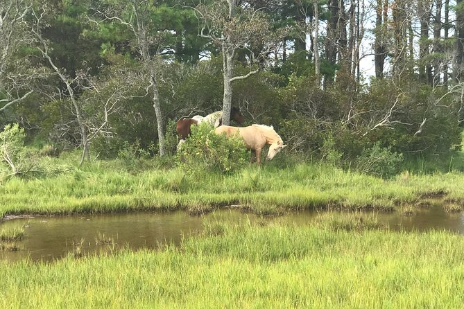 Chincoteague's Up The Bay Pony and Wildlife Tour by Boat - Authentic Experiences Through Guest Reviews