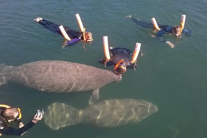 Most Popular 3hr Manatee Swim Tour + In-Water Guide! - Practical Details and Considerations