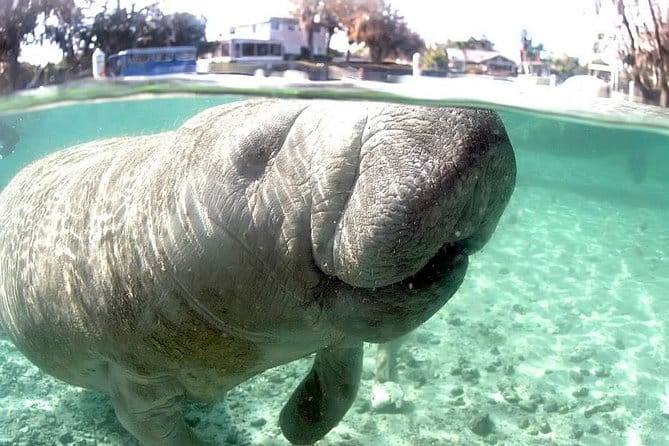 Most Popular 3hr Manatee Swim Tour + In-Water Guide! - Who Will Love This Tour?