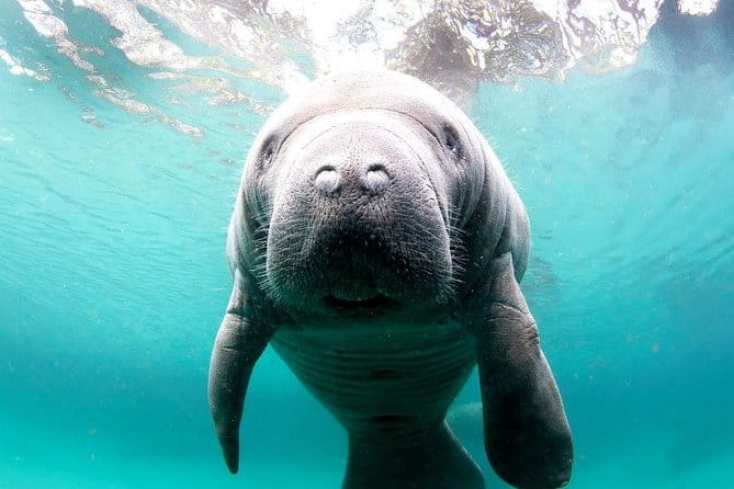 Manatee Snorkel Tour - Small Group - FAQs