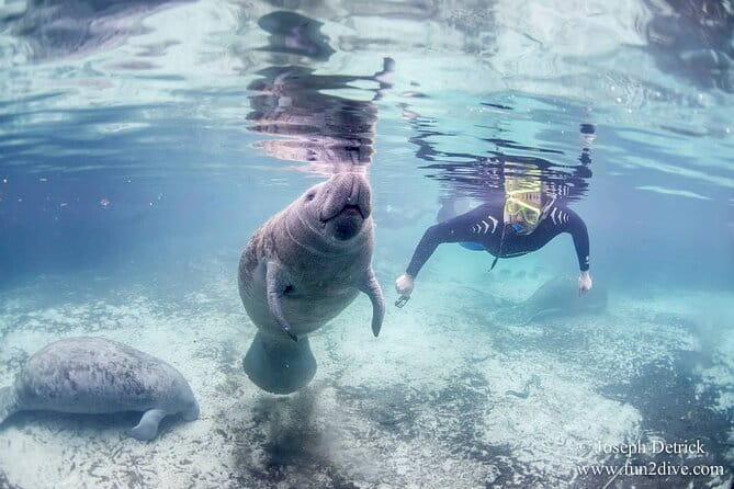Manatee Snorkel Tour - Small Group - The Sum Up