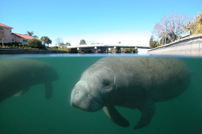 Morning Swim and Snorkel with Manatees-Guided Crystal River Tour - In The Sum Up