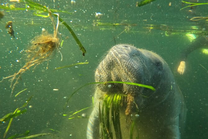 Small Group Manatee Swim Tour With In Water Guide - Final Thoughts