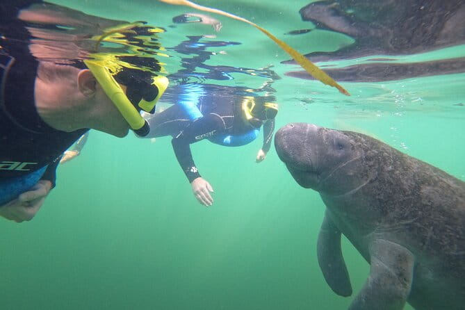 Small Group Manatee Swim Tour With In Water Guide - Who Will Love This Tour?