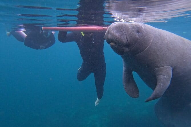 3-Hour Small Group All-Inclusive Manatee Swim with Photo Package - The Experience: What to Expect on the Manatee Swim Tour
