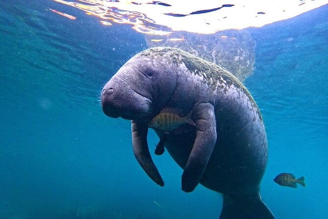 3-Hour Small Group All-Inclusive Manatee Swim with Photo Package - The Photos: Lasting Memories