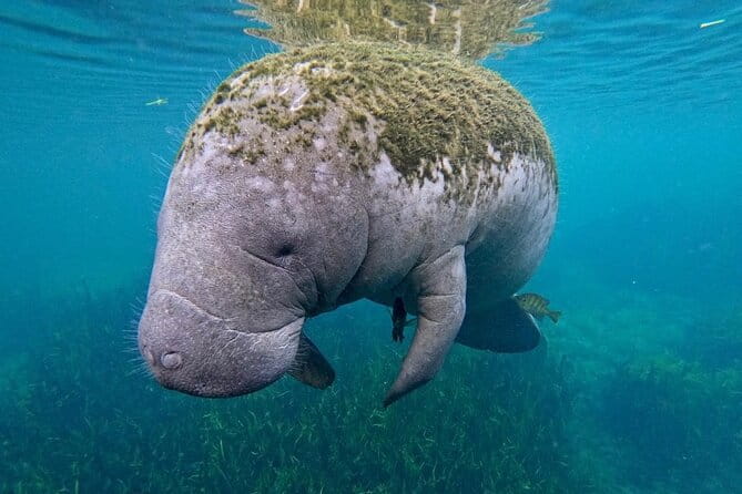 3-Hour Small Group All-Inclusive Manatee Swim with Photo Package - Accessibility and Practical Considerations