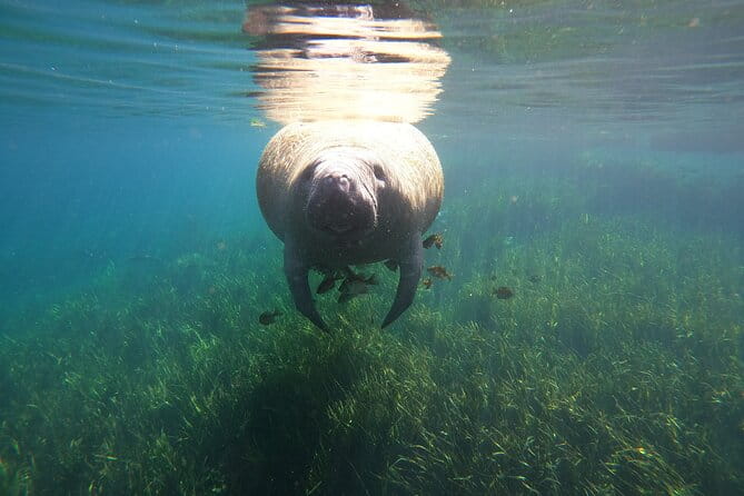 Small Group Manatee Snorkel Tour with In-Water Guide and Photographer - FAQs