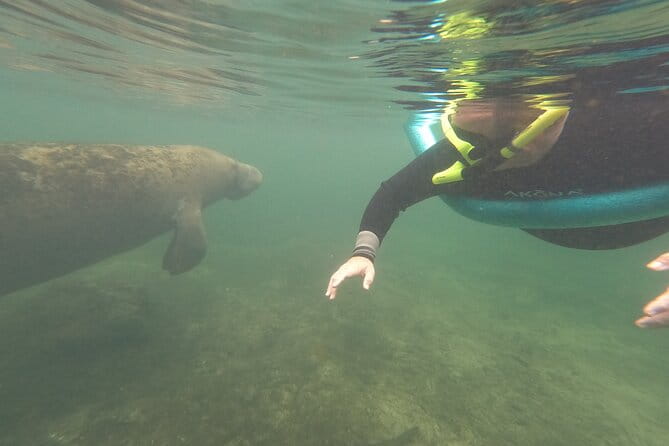Small Group Manatee Snorkel Tour with In-Water Guide and Photographer - The Value of This Tour