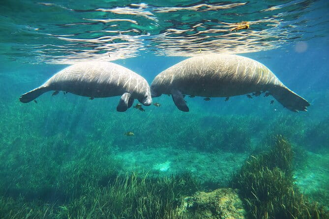 Small Group Manatee Snorkel Tour with In-Water Guide and Photographer - Why the Reviews Are So Enthusiastic