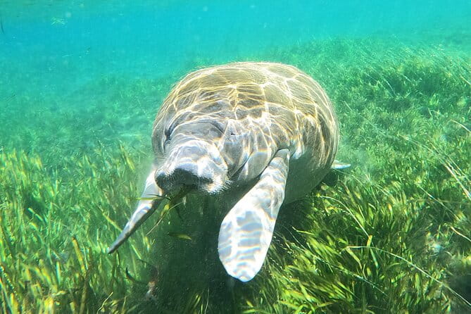Small Group Manatee Snorkel Tour with In-Water Guide and Photographer - Practical Considerations