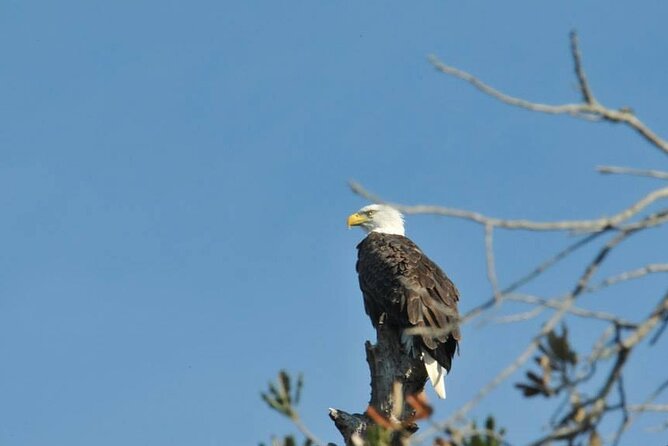 See Crystal River - National Wildlife Refuge Sightseeing Cruise - FAQs