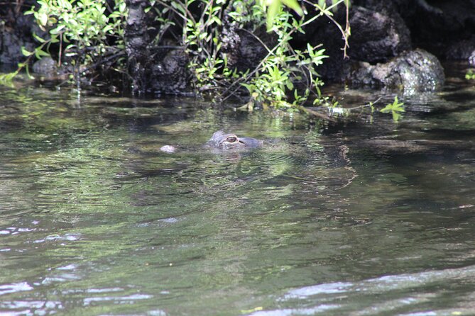 See Crystal River - National Wildlife Refuge Sightseeing Cruise - Authentic Traveler Insights