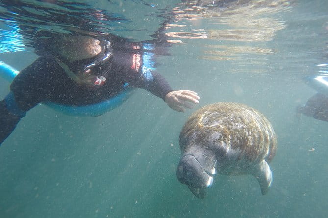 Guided Small Group Manatee Snorkeling Tour with In-Water Photographer - An In-Depth Look at the Manatee Snorkeling Experience