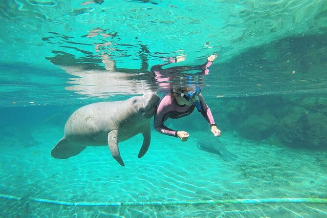 3 hours Manatee Swim Tour in Florida - The Snorkeling Experience