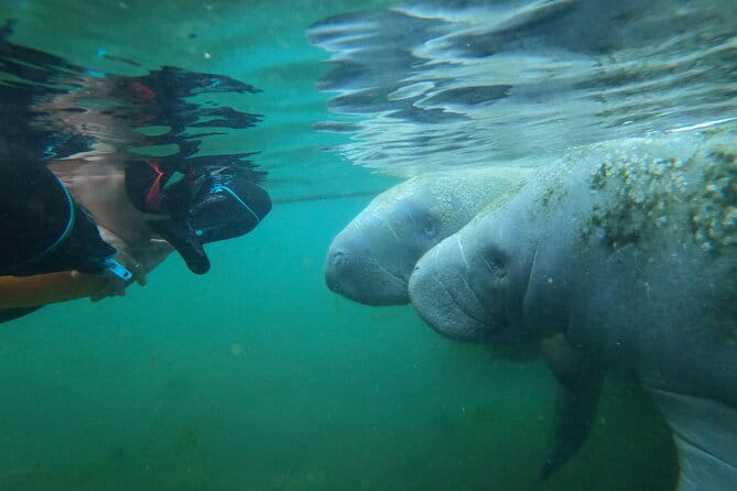 3 hours Manatee Swim Tour in Florida - Who Will Benefit Most from This Tour