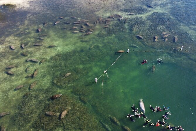 3 hours Manatee Swim Tour in Florida - How the Tour Enhances Your Florida Visit