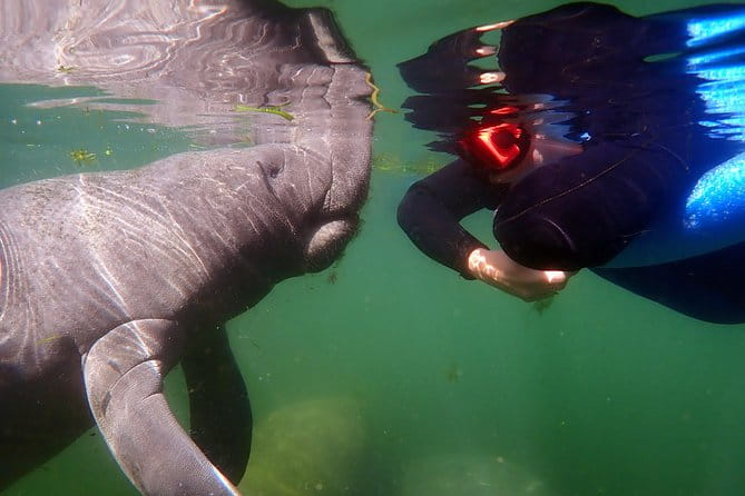 Exclusive Small Group VIP Heated Manatee Snorkel Tour - Frequently Asked Questions