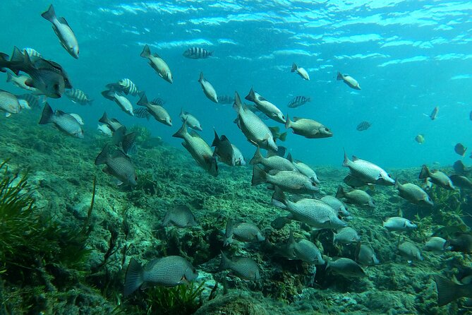 Semi-Private Manatee snorkeling with In Water Guide - The Sum Up