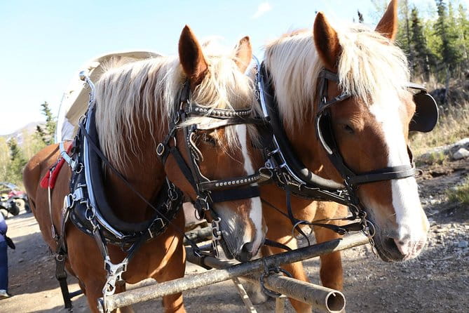 Horse-Drawn Covered Wagon Ride with Backcountry Dining - FAQ