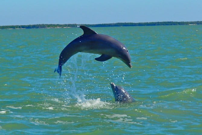 Avi's Premium Dolphin Tour by Jet Ski - The Itinerary in Detail