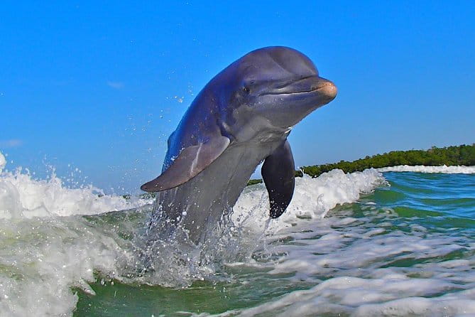 Avi's Premium Dolphin Tour by Jet Ski - Authentic Experiences and What Travelers Say