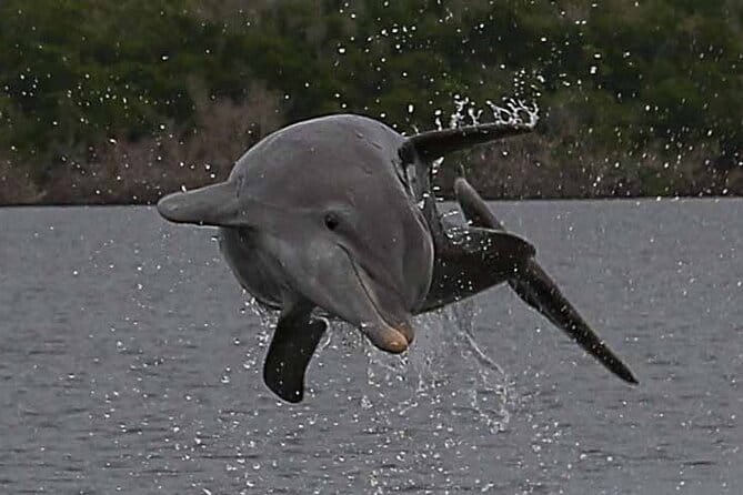 2 Hour Dolphin, Birding and Shelling Tour - What Travelers Are Saying