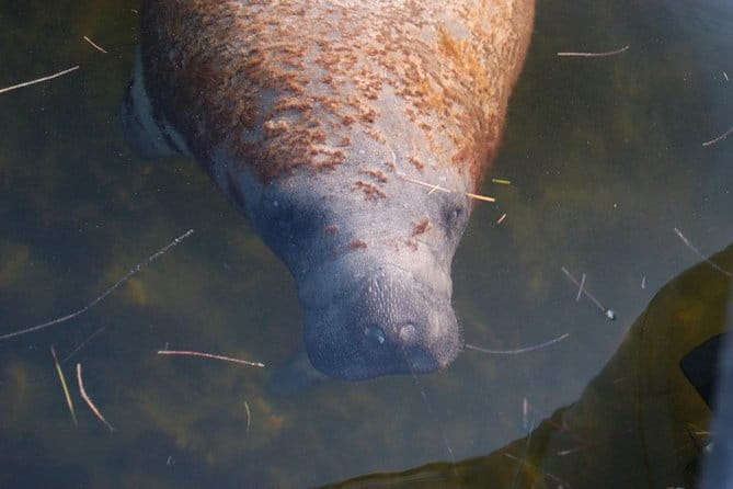 2 Hour Dolphin, Birding and Shelling Tour - Practical Details You Should Know