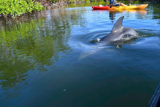 Mangrove Tunnels & Mudflats Kayak Tour - Local Biologist Guides - FAQ Section