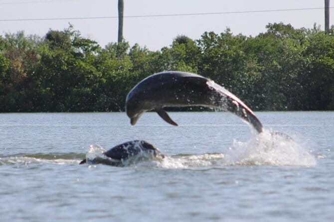 Kayak Tour Adventure Marco Island and Naples Florida - Practical Details and Value
